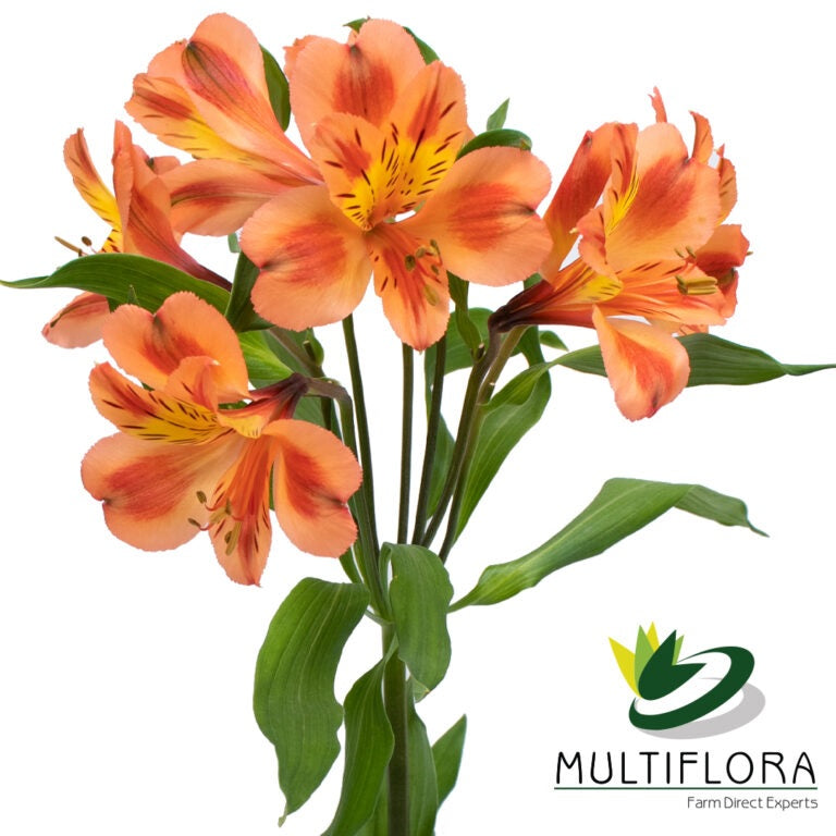 ALSTRO Select ORA ORANGE QUEEN 10ST(Bunches)