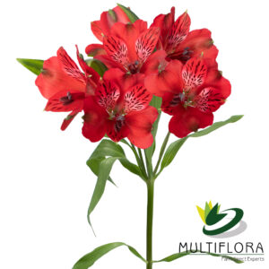 ALSTRO Fancy RED Romance 10 st(Bunches)
