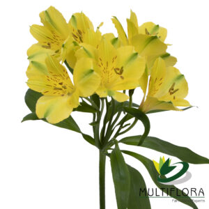 ALSTRO Fancy YEL Sunny Lady 10 st(Bunches)
