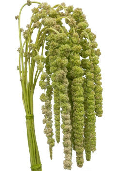 AMARANTHUS GREEN HANGING 5ST 60cm