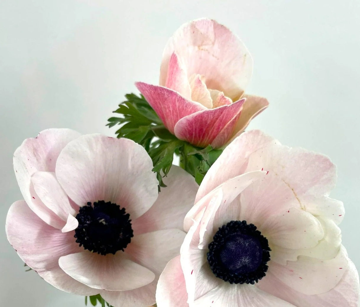 ANEMONE 40cm LPK Mistral Blush(Bunches)