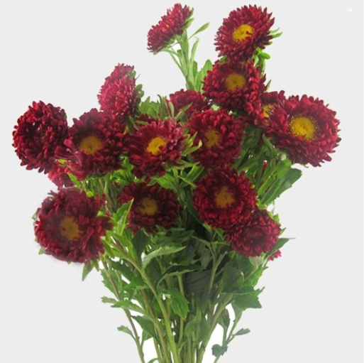 ASTER MATSUMOTO RED 10ST 60cm