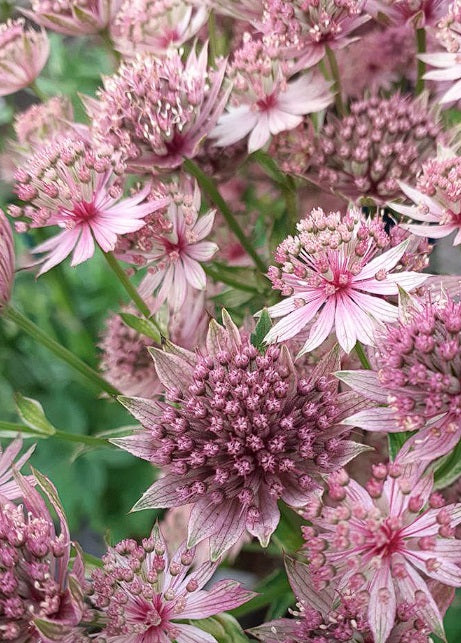 ASTRANTIA 60cm LPK Light Pink 10St 10 St(Stems)