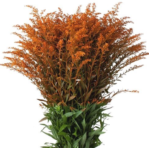 SOLIDAGO TINTED ORANGE ABSORTION 10ST 70cm