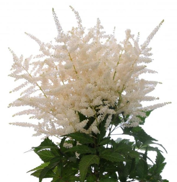 ASTILBE 50cm WHI White 10st 10 St(Stems)