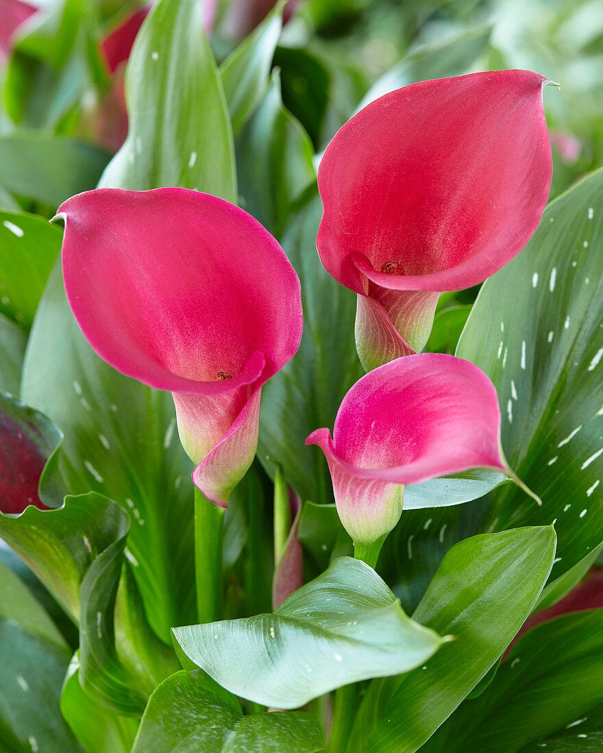 CALLA 40cm DPK Capt Cheerio 10 St(Stems)