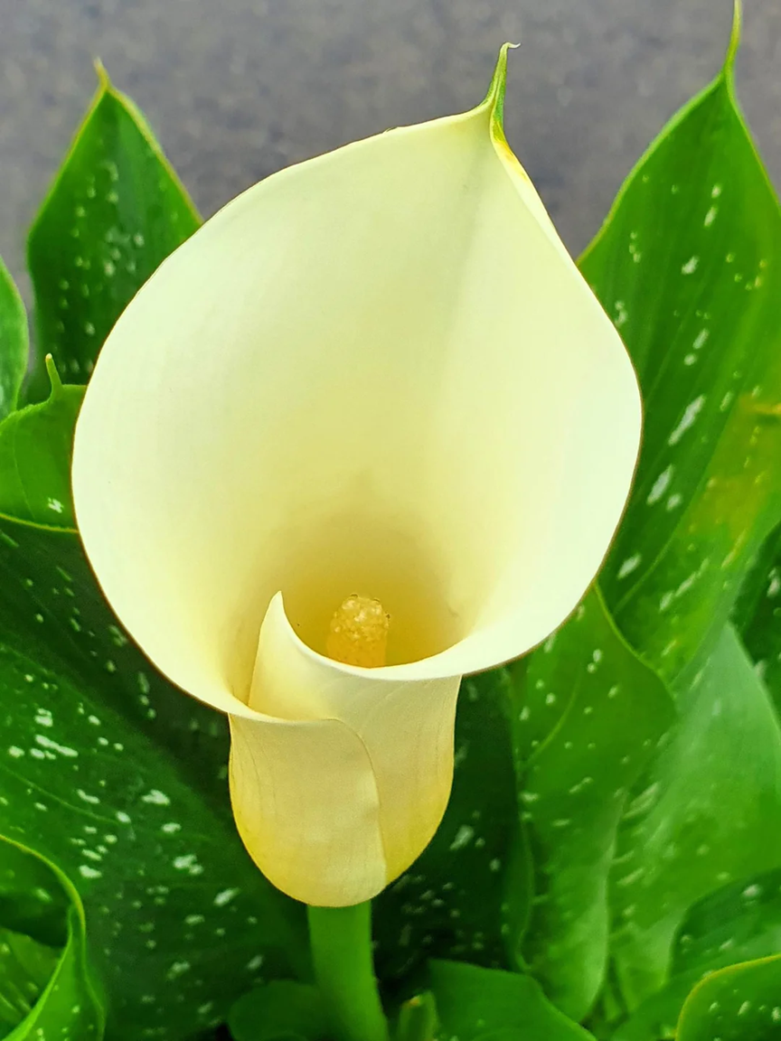 CALLA 50cm CRE MINICALLA White Flirt 10 St(Stems)