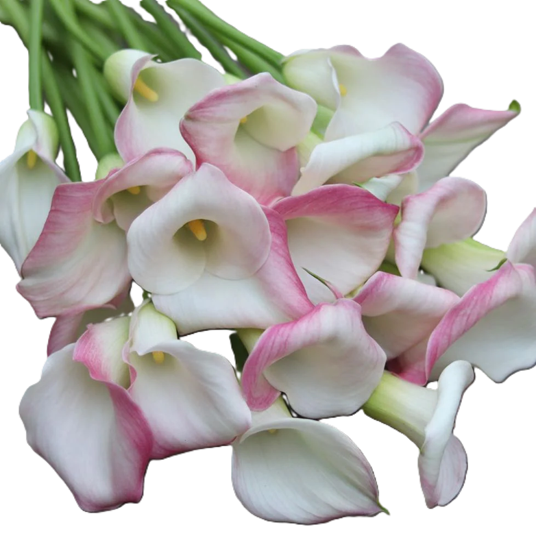 CALLA 50cm LPK Minicalla Marrero Blush 10 St(Stems)
