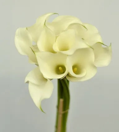 CALLA 40cm WHI Minicalla Crystal White 10st 10 St(Stems)
