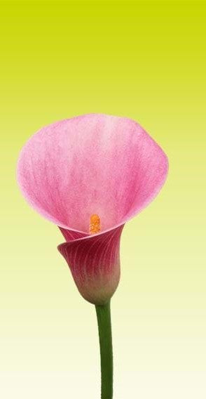 CALLA 50cm PNK MINICALLA CANDY ART 10ST 10 St(Stems)