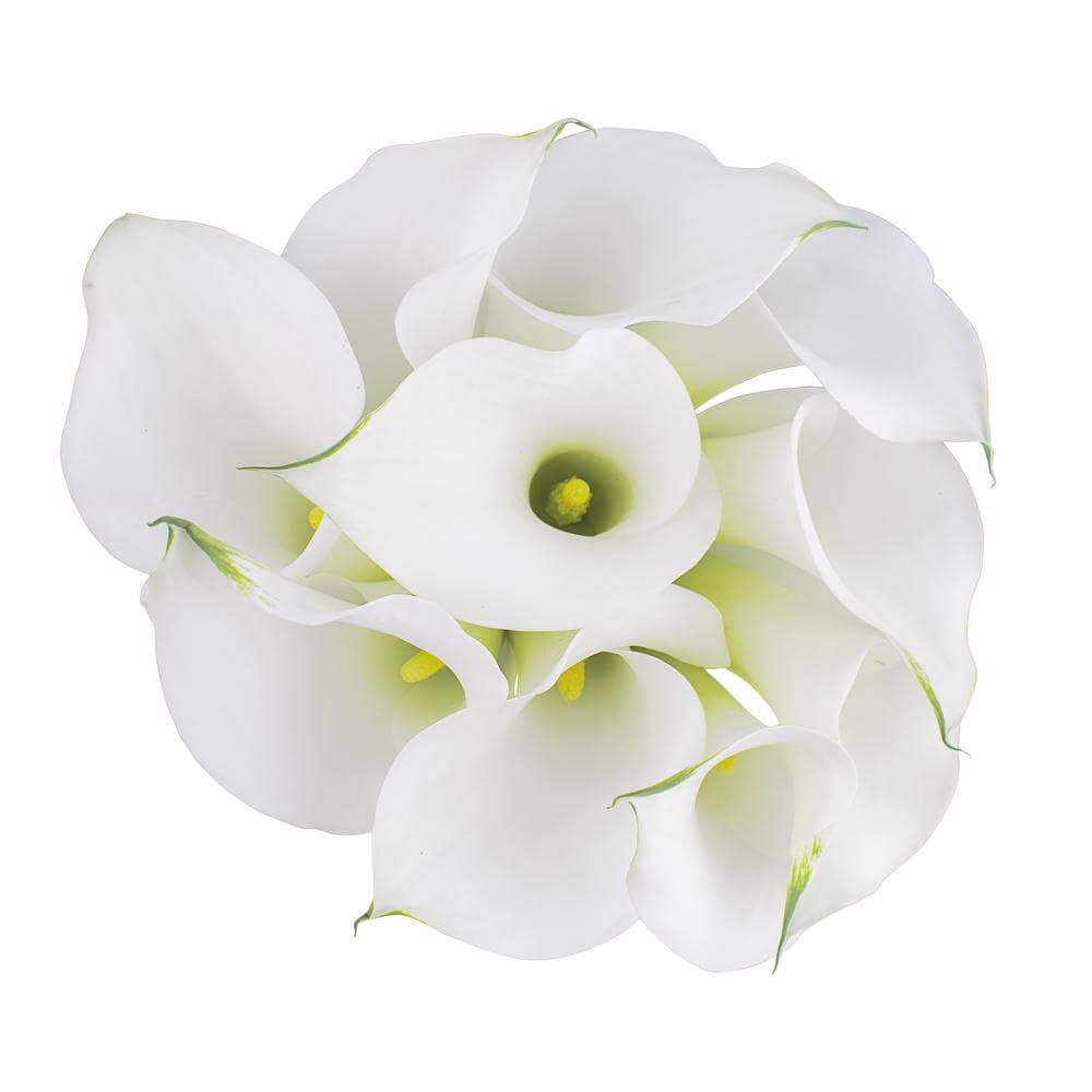 CALLA 50cm WHI MINICALLA VENTURA 10 St(Stems)