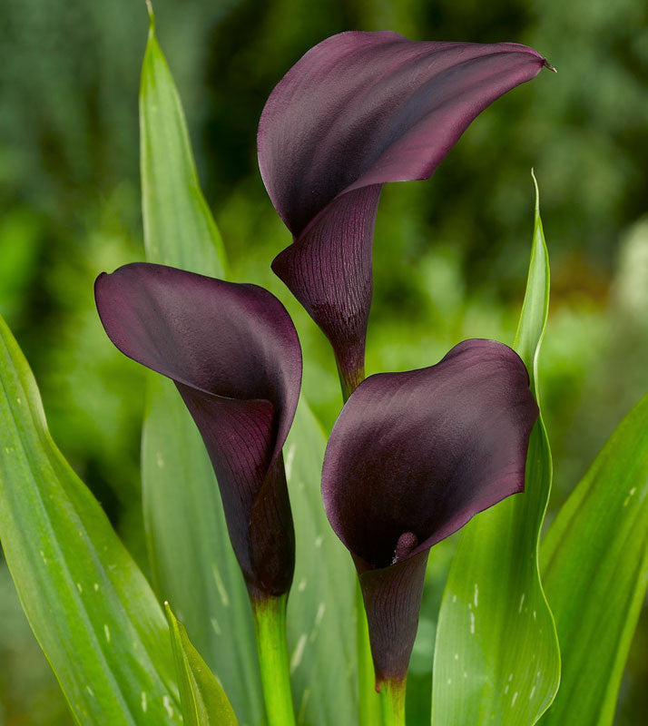 COLOR CALLAS ODESSA 50cm