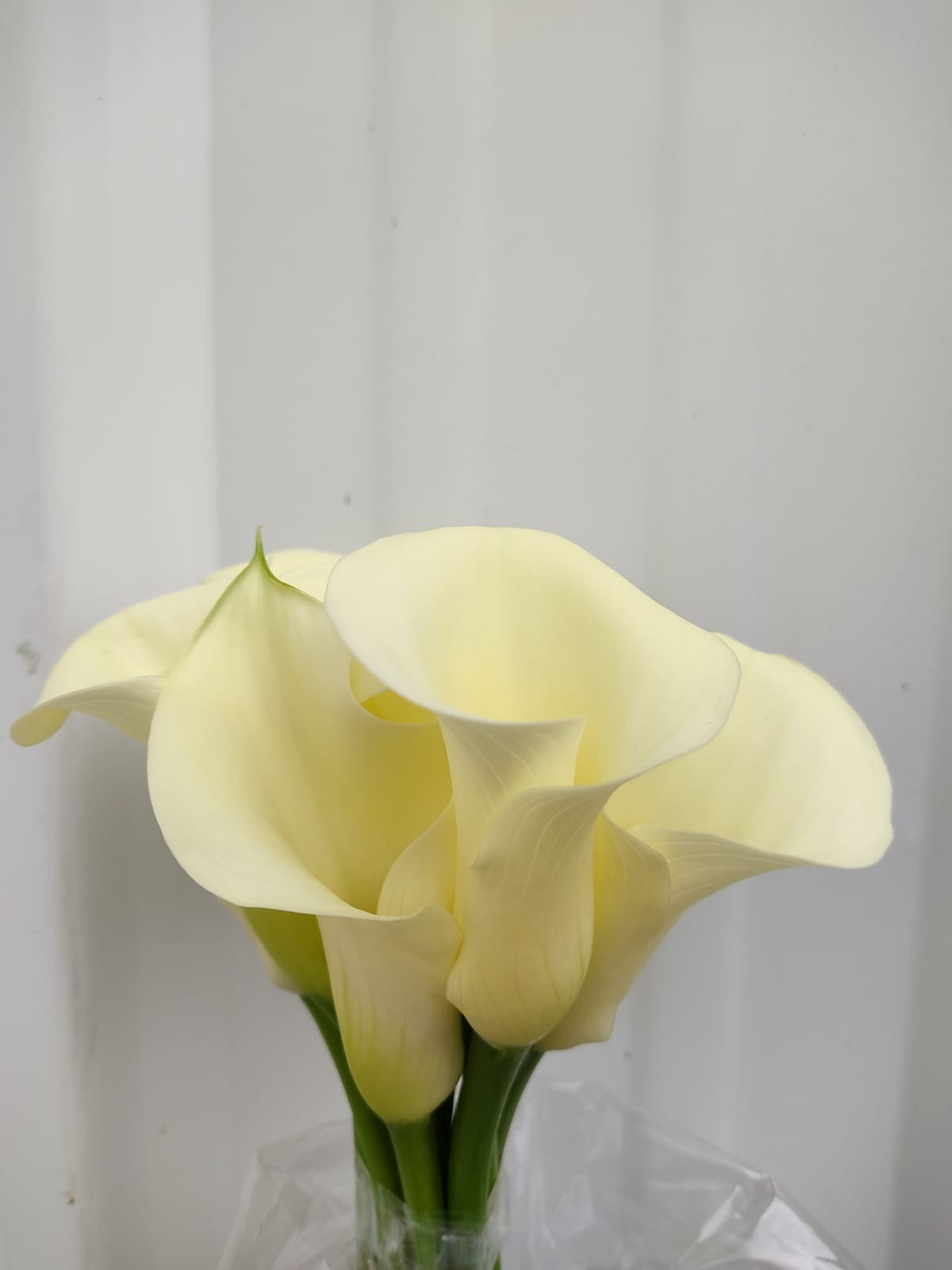 COLOR CALLAS COLOR CALLA WHITE FLIRT 50cm