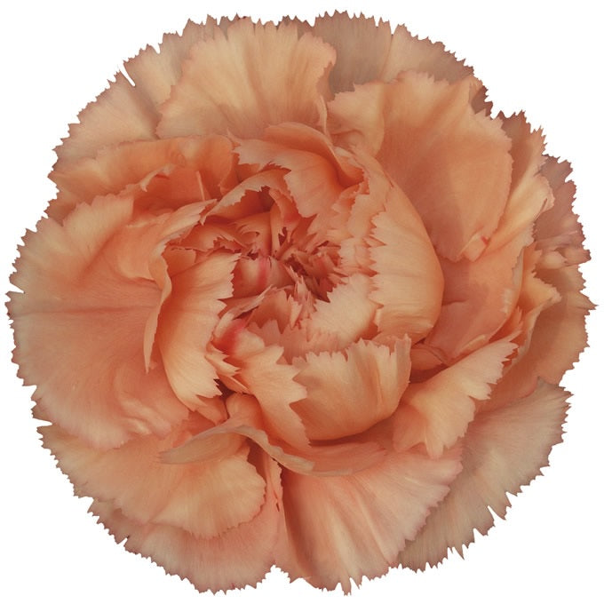 CARN Fancy ORA Megan 25 St(Stems)