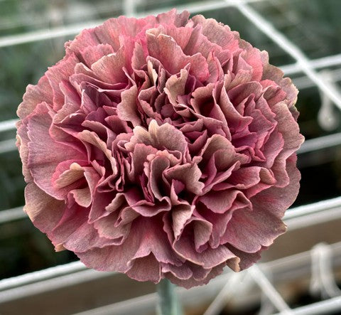 CARNATION COPPER OPIUM THRILL 25ST Fancy