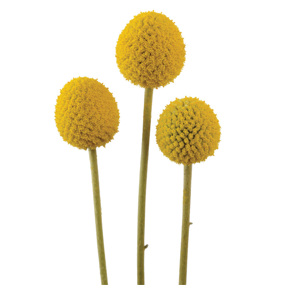 CRASPEDIA 60cm YEL Paintball Globe 10 St(Stems)