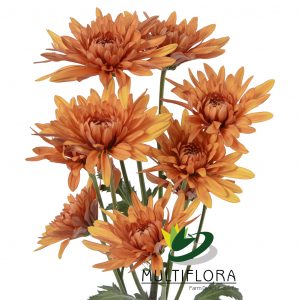 CUSHION EX BRZ Copper 7st (Bunches)