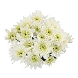 CUSHION EX WHI Artic queen 7st (Bunches)