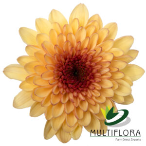 CUSHION EX CRE Creme Brulee 7st (Bunches)