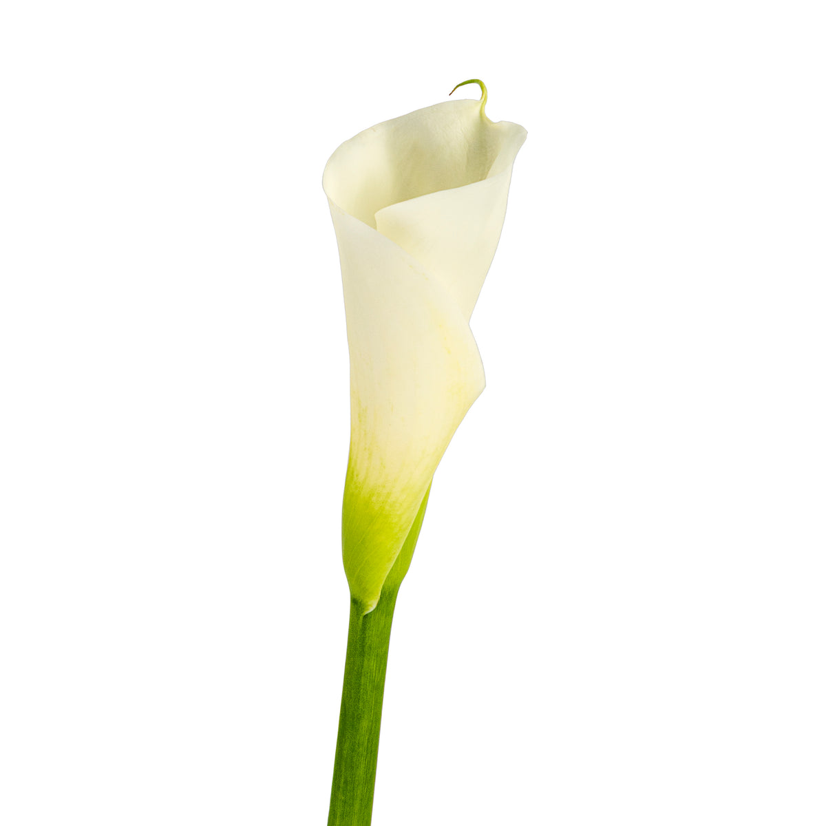 CALLA WHITE REGULAR CUT