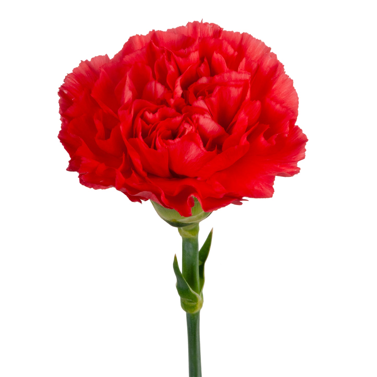 CARNATION ORANGE CAROLINE FCY