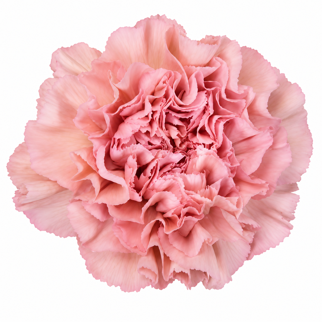 CARN TER LEGE PINK SELECT