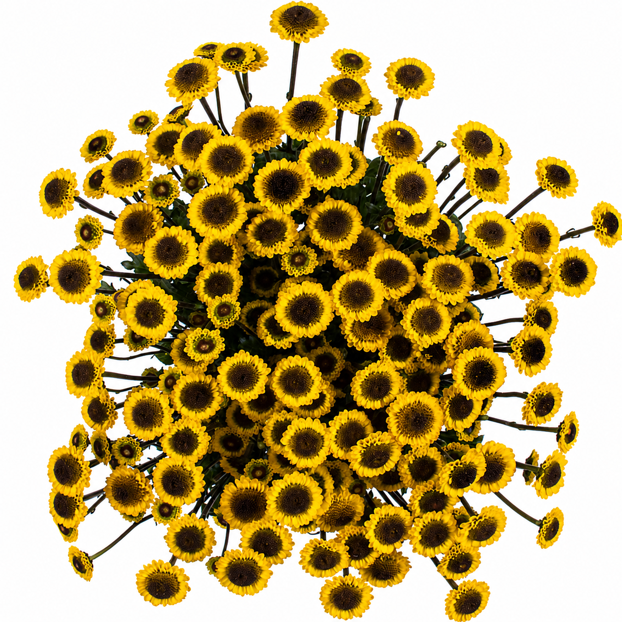 SANTINI MOLLY YELLOW EX