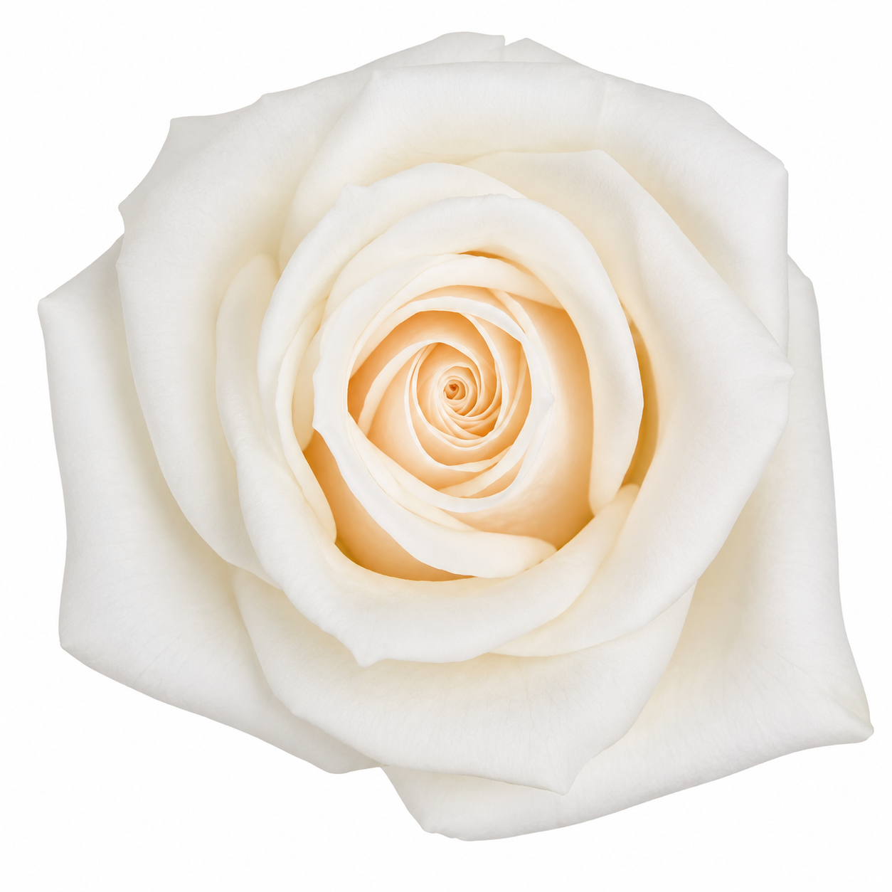 ROSE VENDELA 50CM