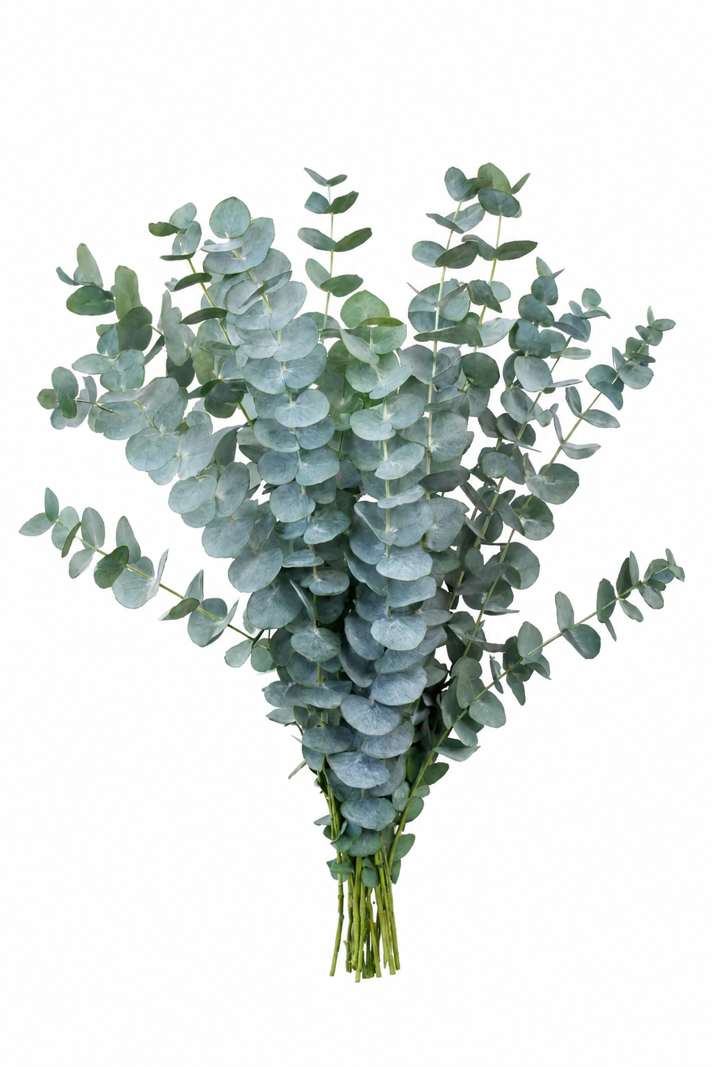 GREEN EUCALYPTUS BABY BLUE SEL CMS 60