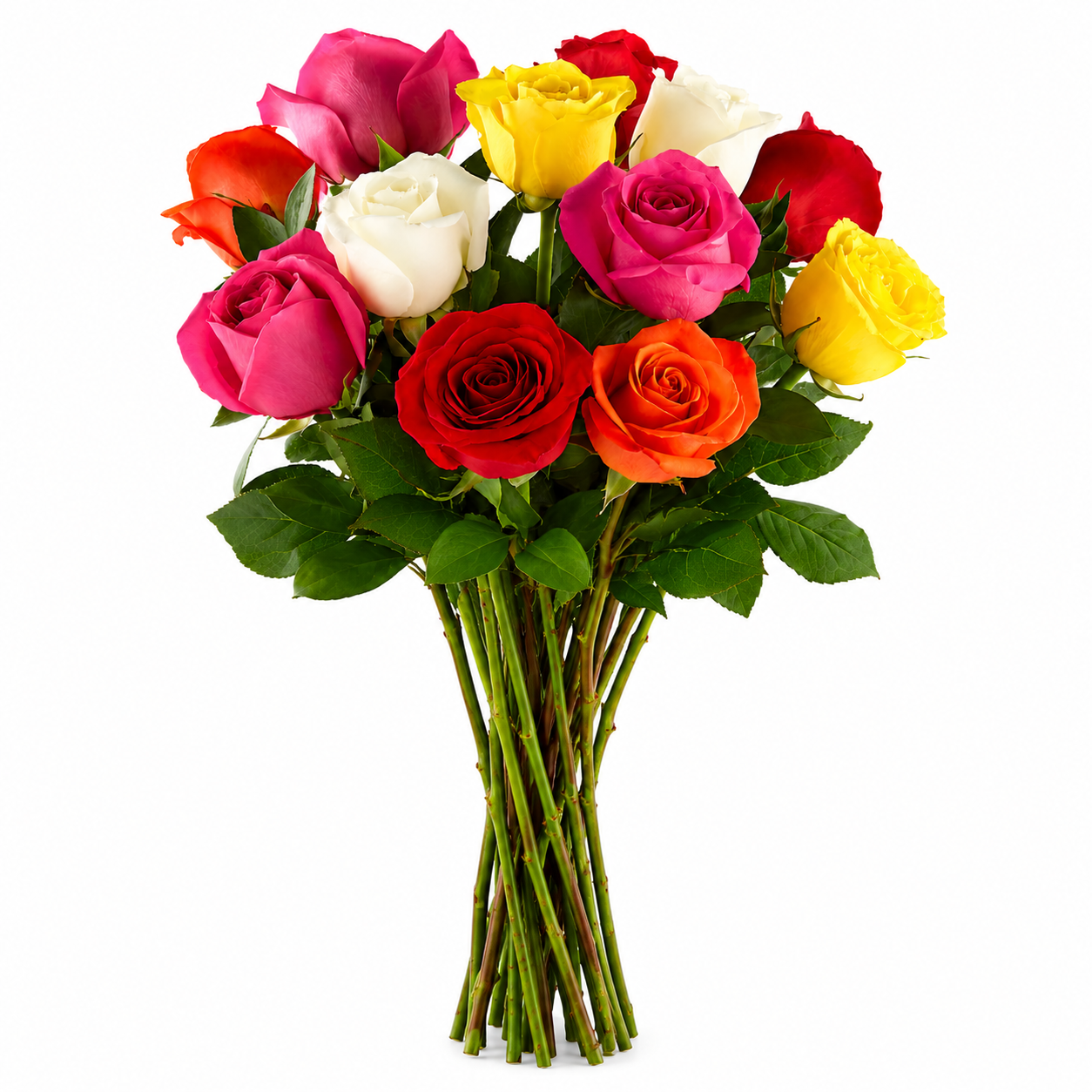 ROSE ASSORTED ECU 60CM