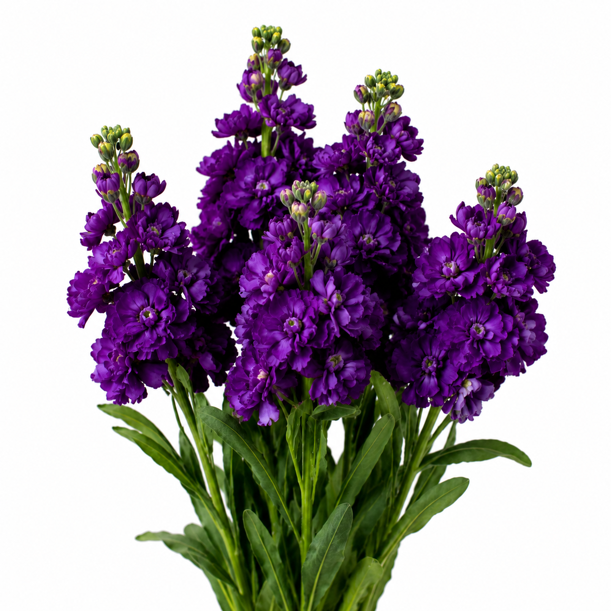 STOCK DARK PURPLE 10 ST SEL
