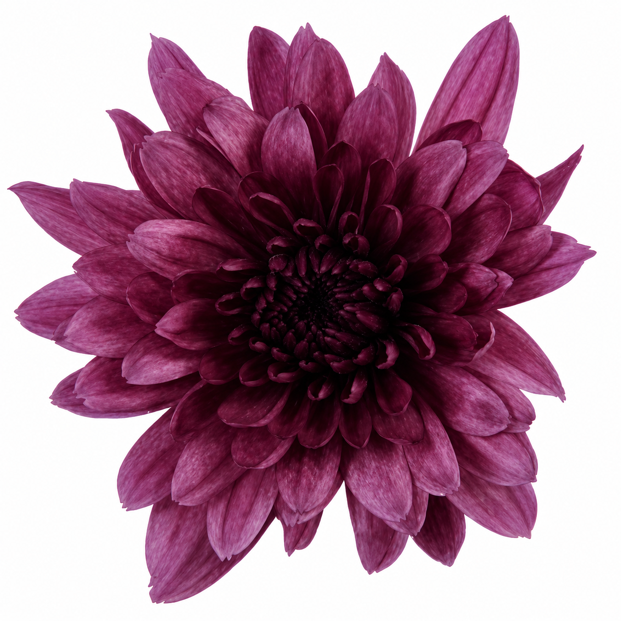 CUSHION PURPLE TORNADO 7ST EX