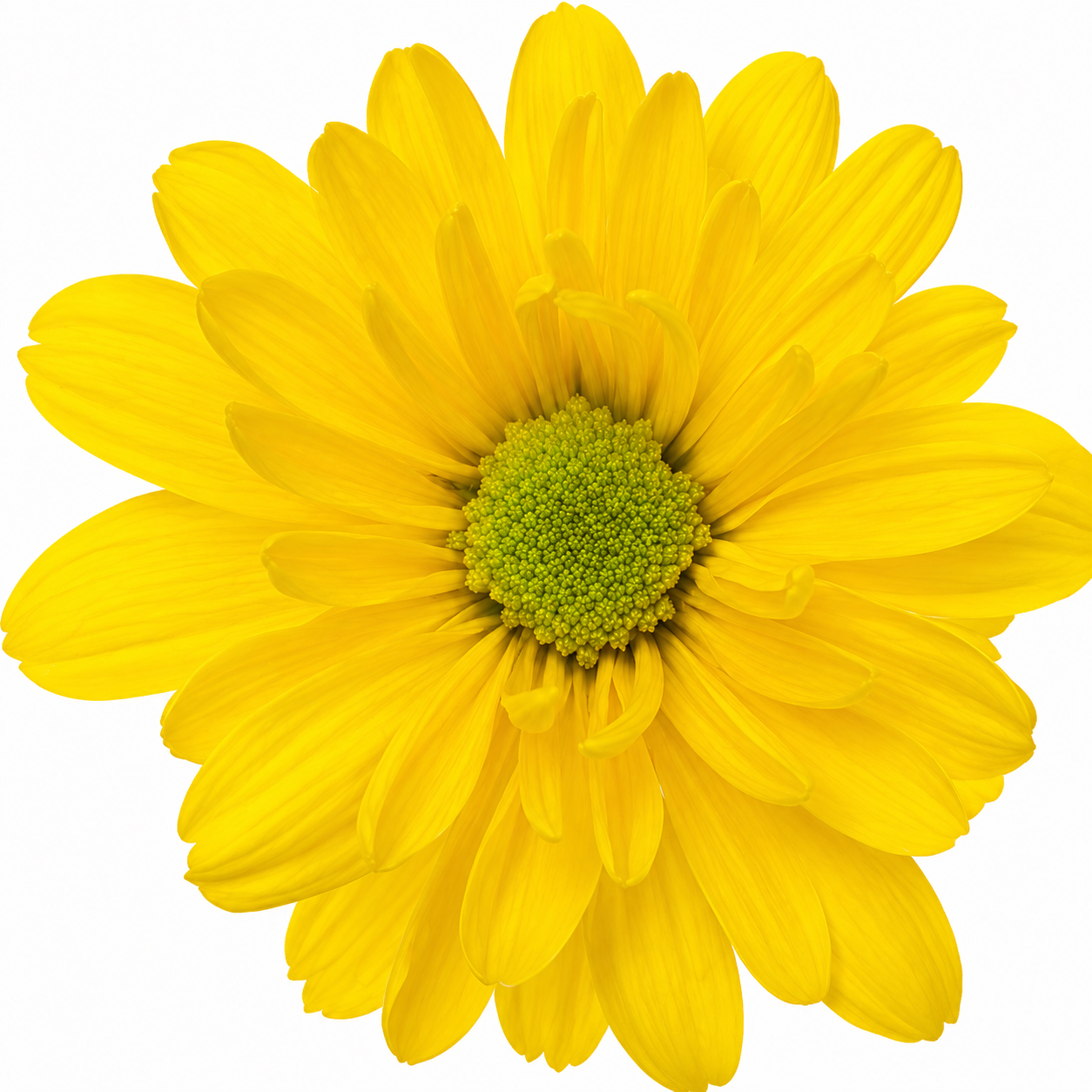 POMPON DAISY INDIRA YELLOW 7ST 70