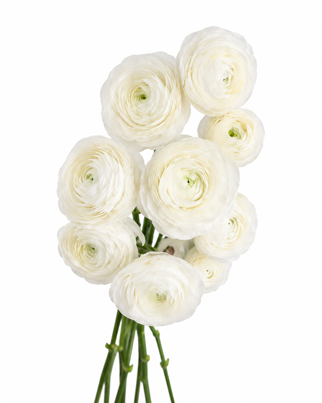 RANUNCULUS CLONI WHITE ICEBERG 10ST 50