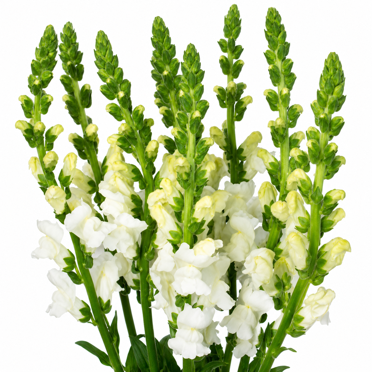 SNAPDRAGON WHITE 10ST 80CM
