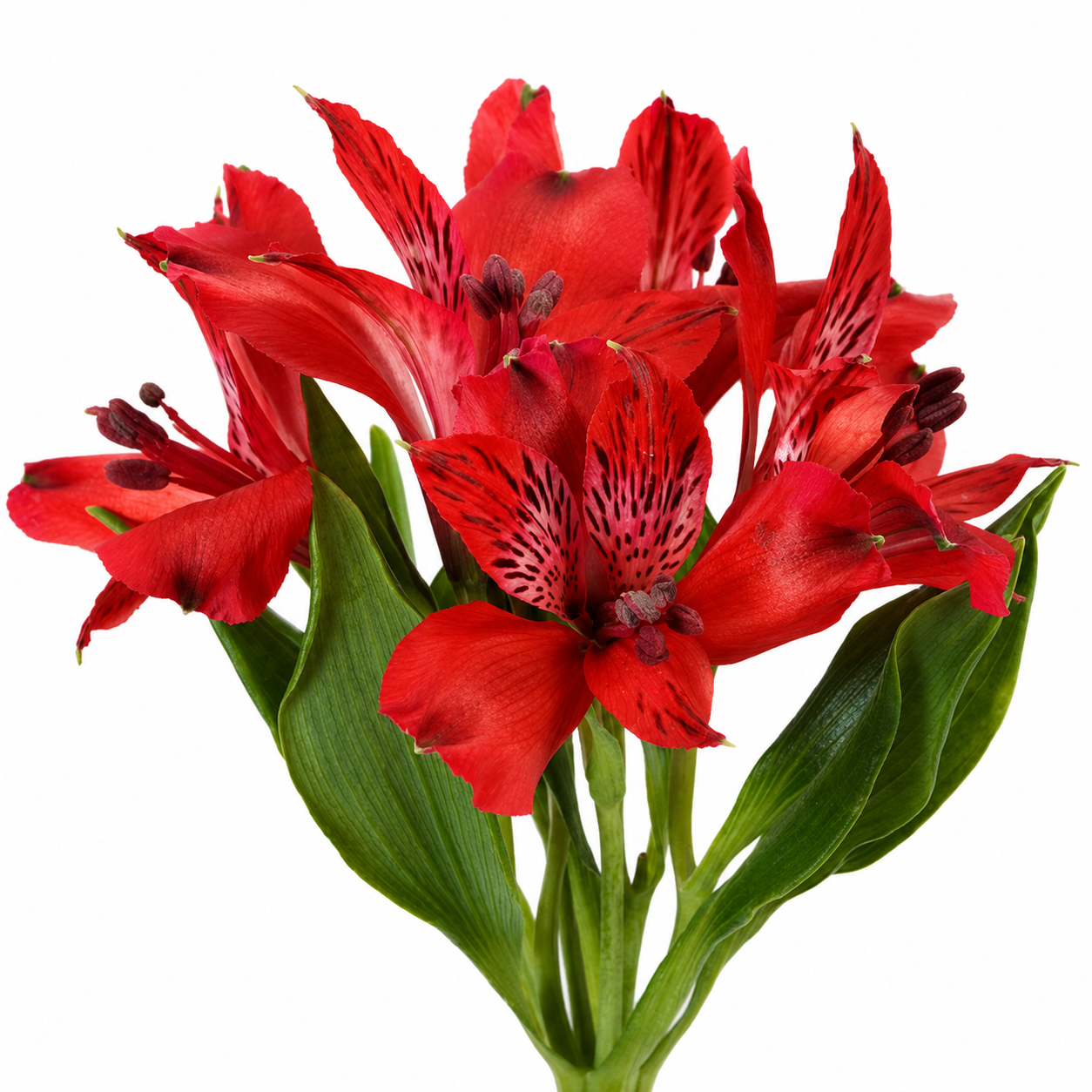 ALSTROEMERIA RED 10ST SEL