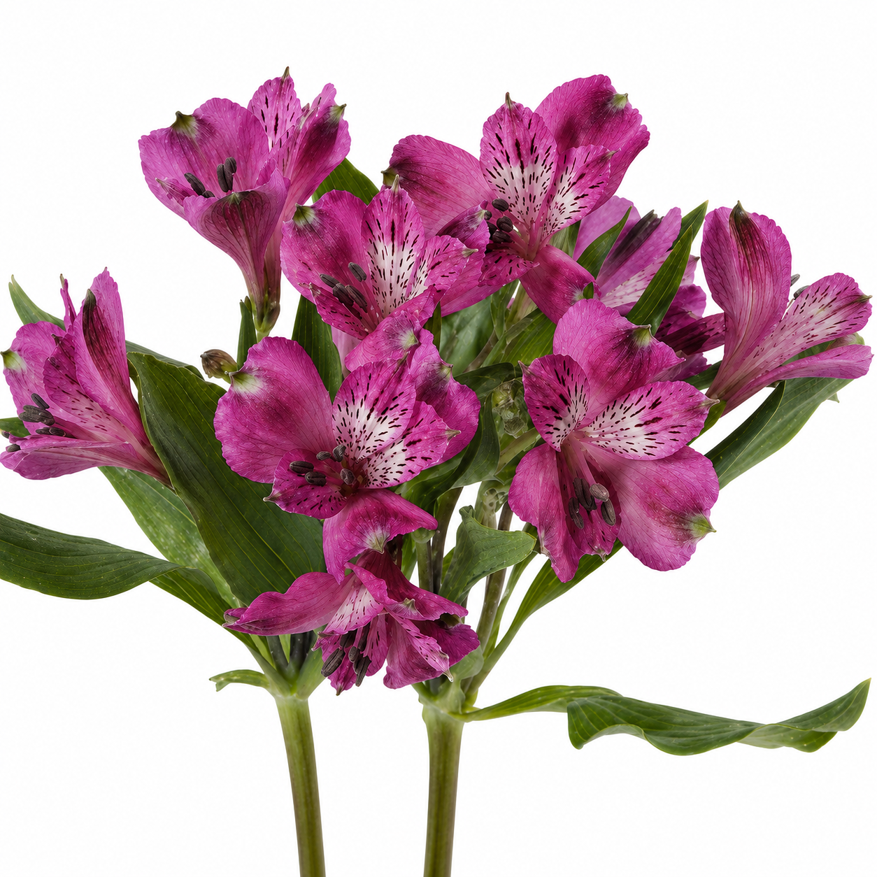ALSTROEMERIA PURPLE 10ST SEL
