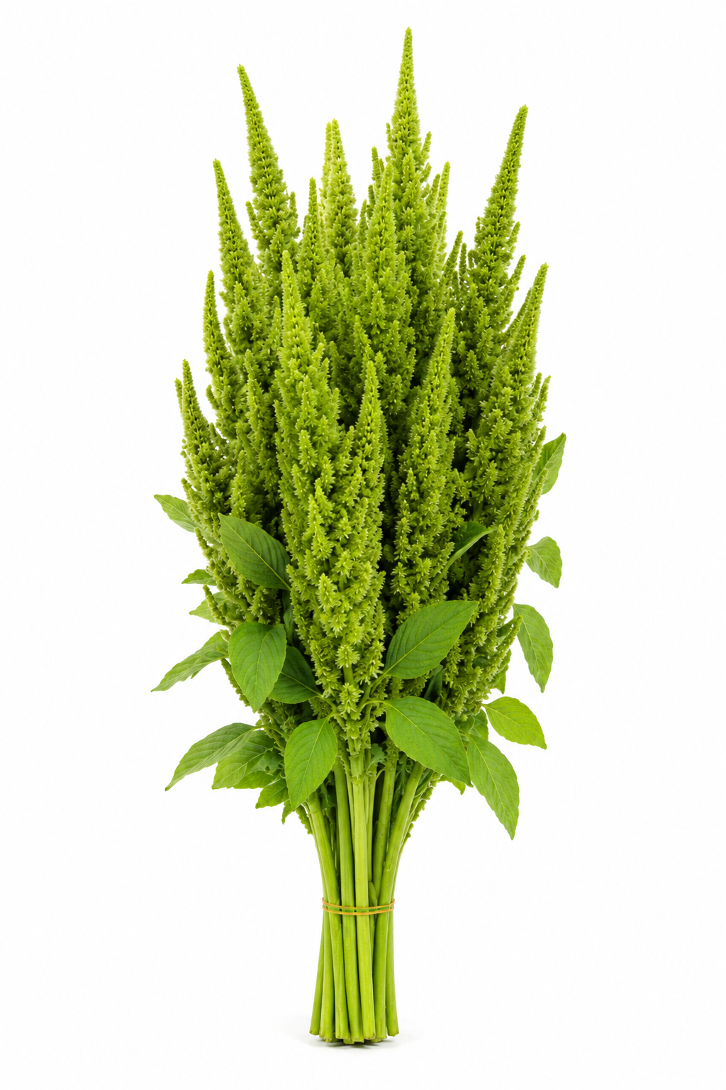 AMARANTHUS UPRIGHT GREEN10ST 80CM