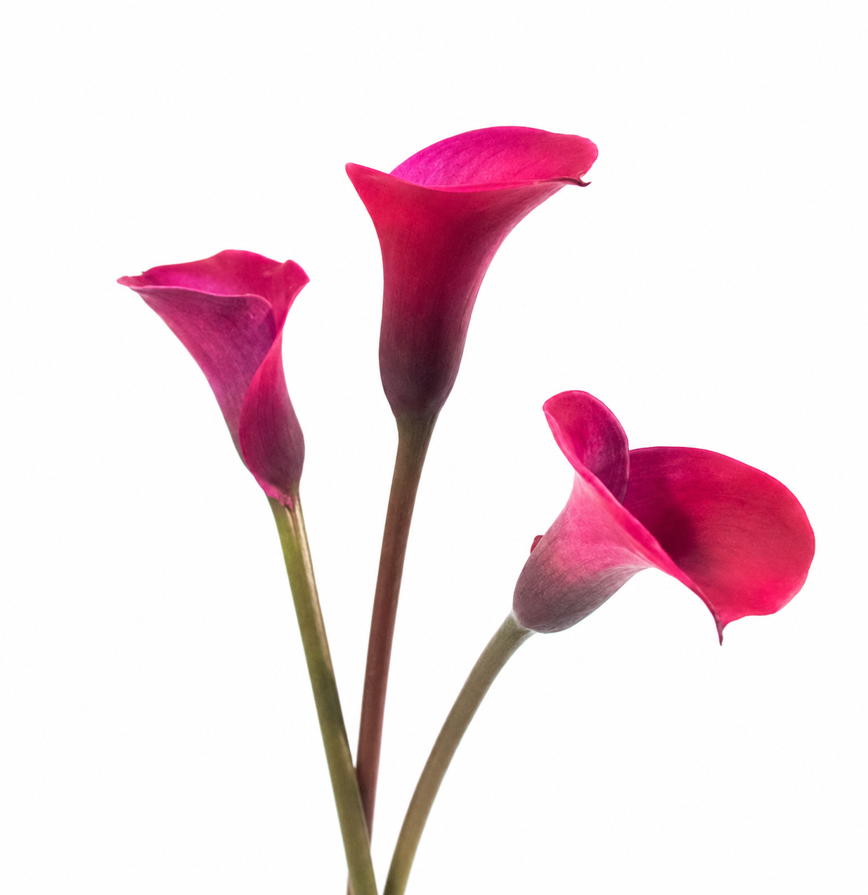 CALLA MINICALLA TOKYO 50CM