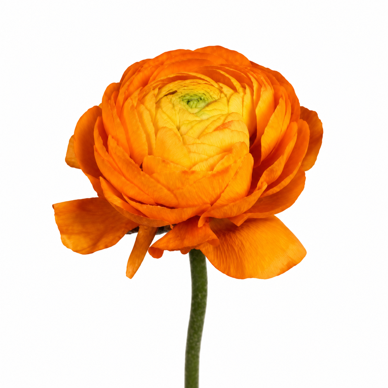 RANUNCULUS ORANGE ELEGANCE 45/50