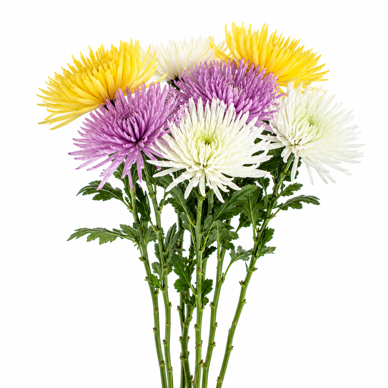 SPIDER MUM ANASTASIA ASSORTED 10ST EX