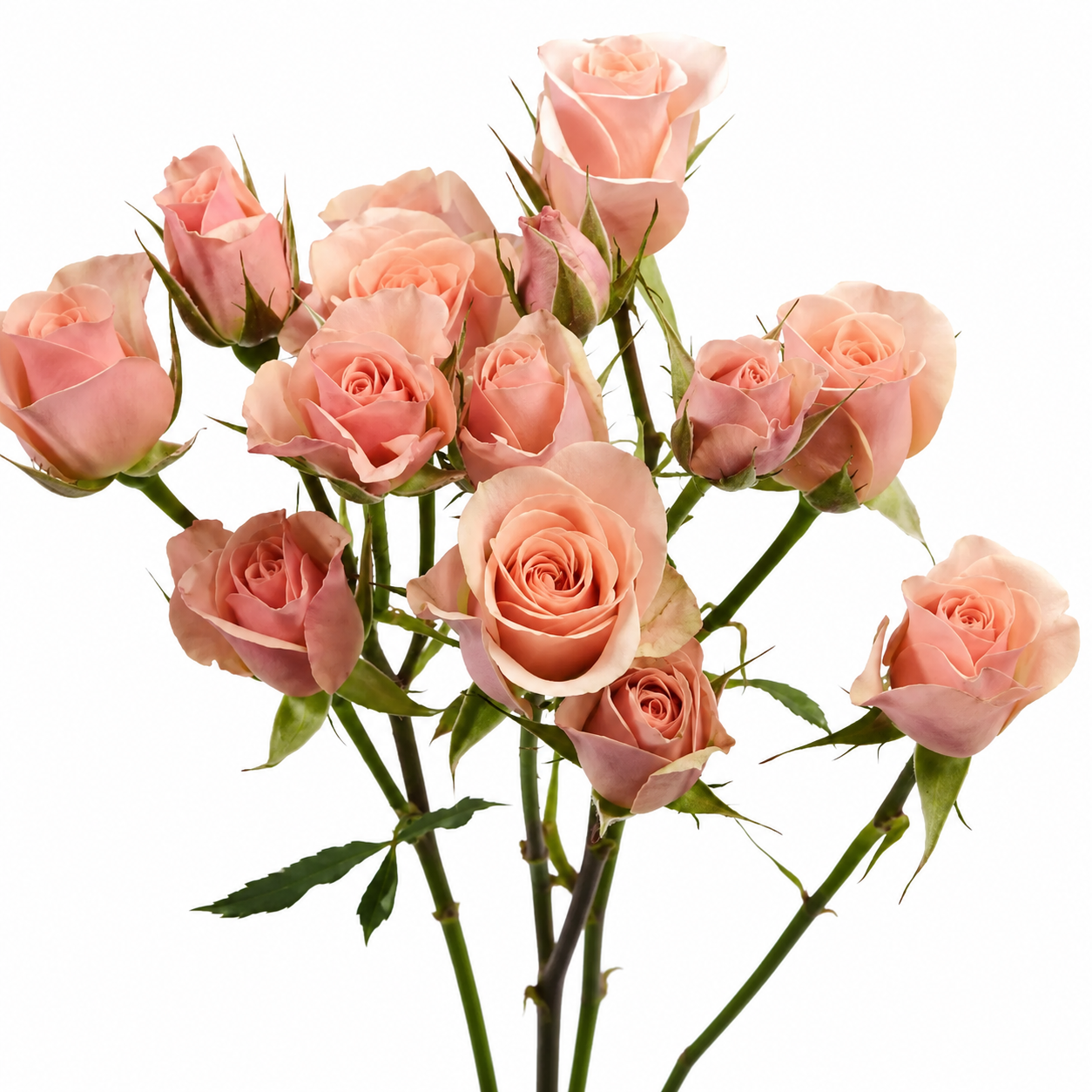 SPRAY ROSES ILSE PEACH 10ST 50