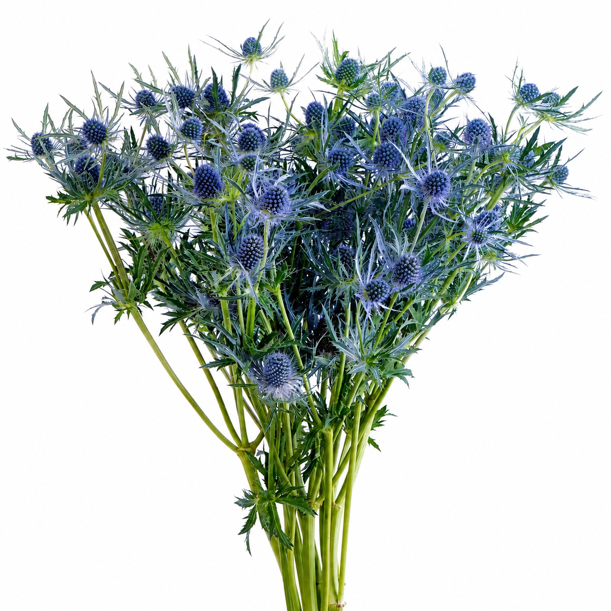 ERYNGIUM BLUE BELL 10 ST 60