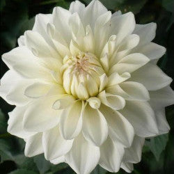 DAHLIA WHITE QUARTZ 10ST Select