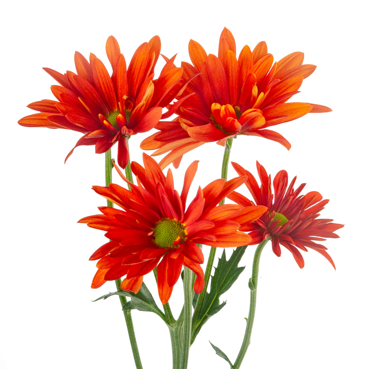 DAISY ATLANTIS ORANGE EX