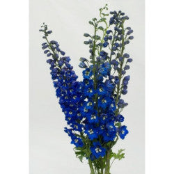 DELPHINIUM CANDLE DARK BLUE 10ST 80cm