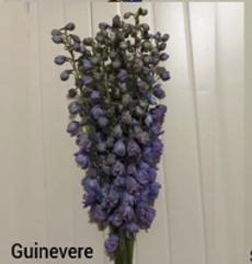 DELPHINIUM 80cm LAV Guinevere 10st 10 St(Stems)