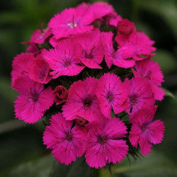 DIANTHUS AMZ NEON PURPLE 10ST 60
