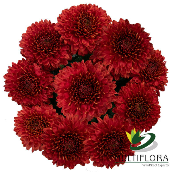 MUMBALL EX RED Dark Chivas 10st 10 St(Stems)