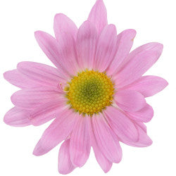 DAISY PINK ATLANTIS 7ST EX